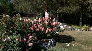 ✿➽Гортензия метельчатая Фрайз Мельба в нашем саду  ??  сезон 2021 ??