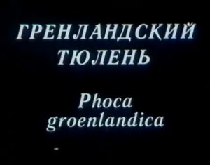 В объективе животные. Гренландский тюлень