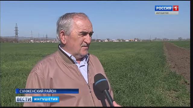 В производственном хозяйстве «Нестеровское» заняты селекцией элитных семян смотреть онлайн