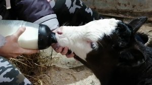 ПОКУПКА ТЕЛЕНКА | ПЕРВЫЙ ОПЫТ в КРС