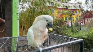 Вот почему не стоит ЗАВОДИТЬ какаду!