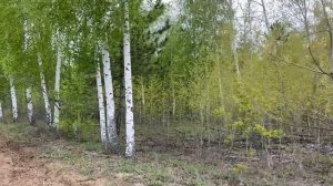 Природа: Михайловка Марксовский район Саратовская область/04.05.21