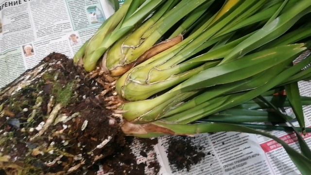 Еще одна пересадка цимбидиума. Почему я убираю сухие кроющие у цимбидиума. смотреть онлайн