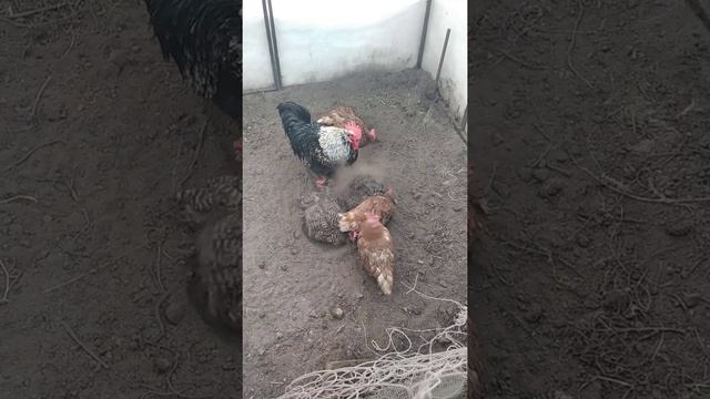 Купание кур зимой в теплице смотреть онлайн