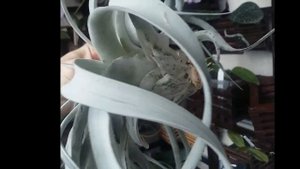 TILLANDSIA XEROGRAPHICA - описание и основы ухода