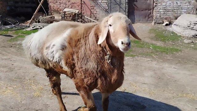 Продаются кочкоры 1) сын старика 3 года 2)полуавганец 3 года т:0507161089 смотреть онлайн