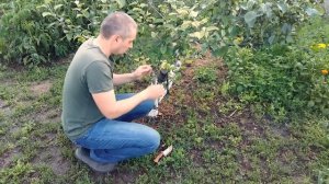 сломалась прививка груши и я делаю летнюю прививку