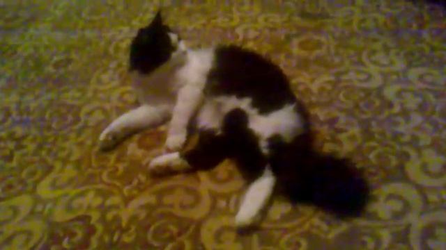 Красивый хвост смотреть онлайн