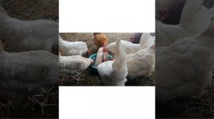 Почему Наши Куры Несут Два Яйца В День В Холодном Сарае // Ноябрь 2021 г // С.Х.У