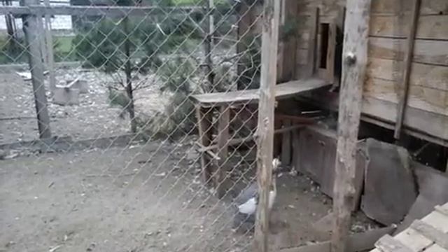 Дрессированные цесарки :-) смотреть онлайн