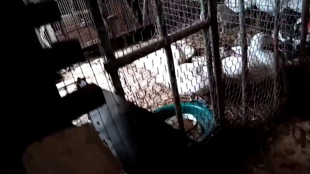 Знакомство индоутаков.Как определить возраст индоуток.