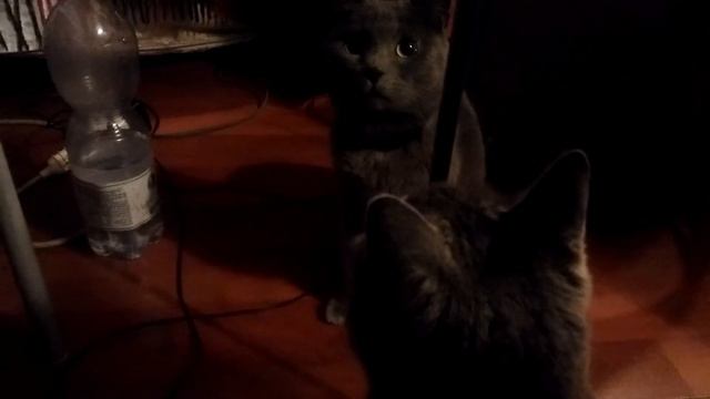 Кися и зеркало смотреть онлайн