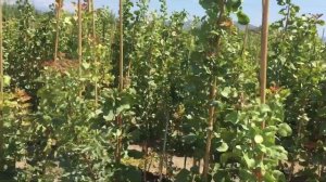 Саженцы фисташки привитые