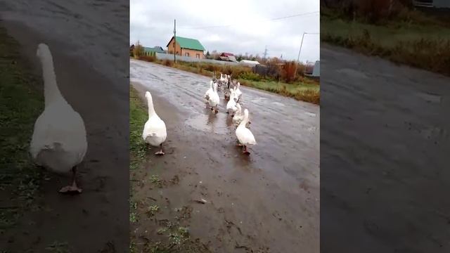 посмотрите как гуси , собак 🐶 боятся 😭😭😭😭😭😭😭😭😭😭😭 ели как их нашла 😭😭😭😭😭😭😭 смотреть онлайн