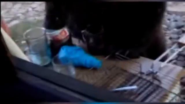 Медведь вышел к дачникам смотреть онлайн