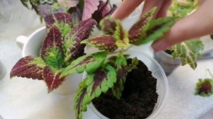 Колиусы. Как развести, размножить колиусы. Красивое, неприхотливое растение.