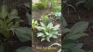 хоста Kiwi Full Monty