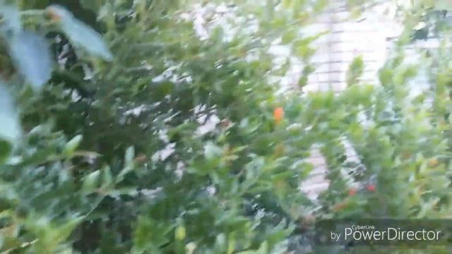 Гранат цветет в Крыму смотреть онлайн