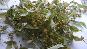 Липовый цвет. Полезные свойства чая из липового цвета.