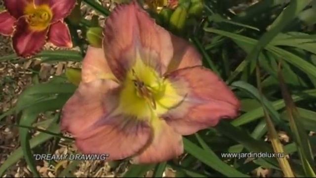 Портрет лилейников крупным планом часть 1. смотреть онлайн