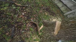 валка дерева