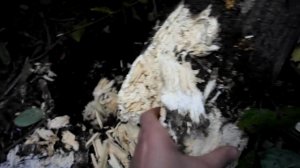 вешенка на пне - пенек через 4 года