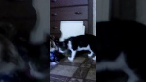 Кот пукнул:@ ???