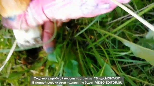 По грибочки я ходила смотреть онлайн