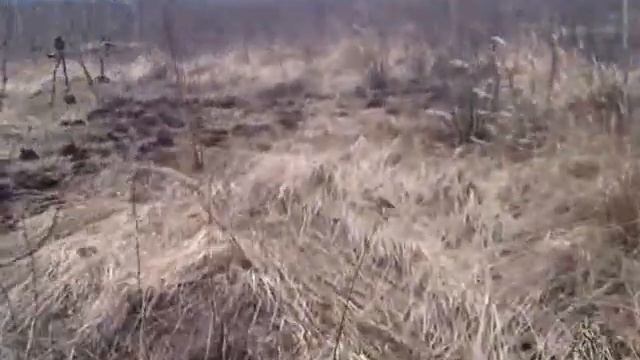 Коп,Тульская область