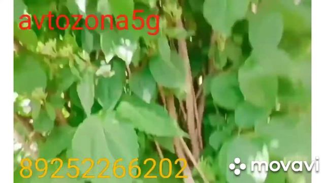 Suzuki SX4 снятие генератора смотреть онлайн