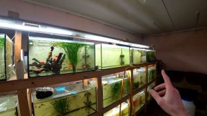 Три вида Валлиснерии в аквариумах любителя