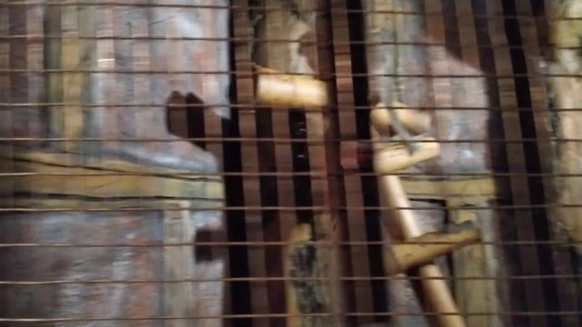 Поездка в зоопарк с. Придорожное Донецк?????????????? Часть первая: холоднокровные и экзотика смотреть онлайн