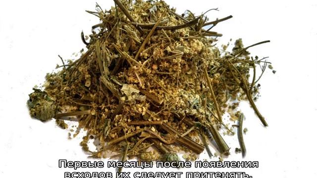 Лабазник трава: описание, свойства и применение смотреть онлайн