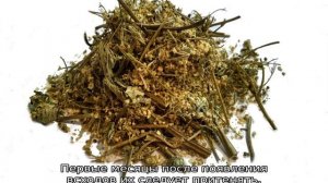 Лабазник трава: описание, свойства и применение