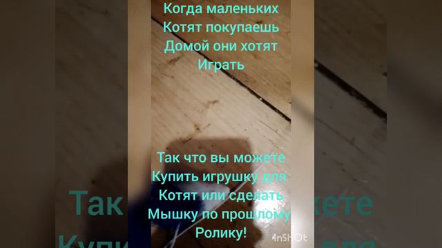 что нужно купить перед появлением котёнка? смотреть онлайн