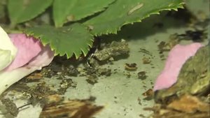 ИНСЕКТАРИЙ: 101. Листоед Гладкий (Chrysolina polita)
