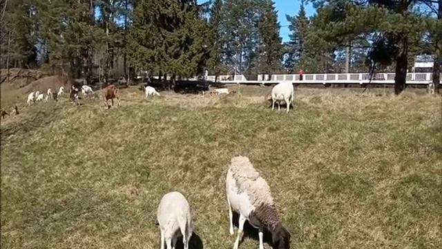 река Коваш смотреть онлайн