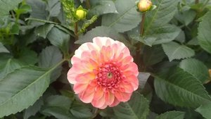 Цветут георгины Себастьян, Ореон, Лука Джоанна, Джоуи Фрамбо, Джоуи Линда, Чеккерс и другие.