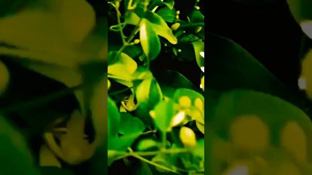 @Clematis #Terniflora 💮💕 #Glory in #ZERO #BUDGET #ORGANIC #GARDENING by Ms Sheetal смотреть онлайн