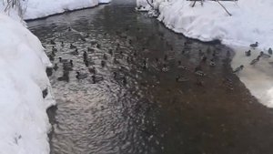 Морозы__Зимовье_уток_на_незамерзающей_речке_