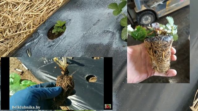 Зубцов. Саженцы клубники. Отзыв.Часть 2. Belklubnika.by смотреть онлайн