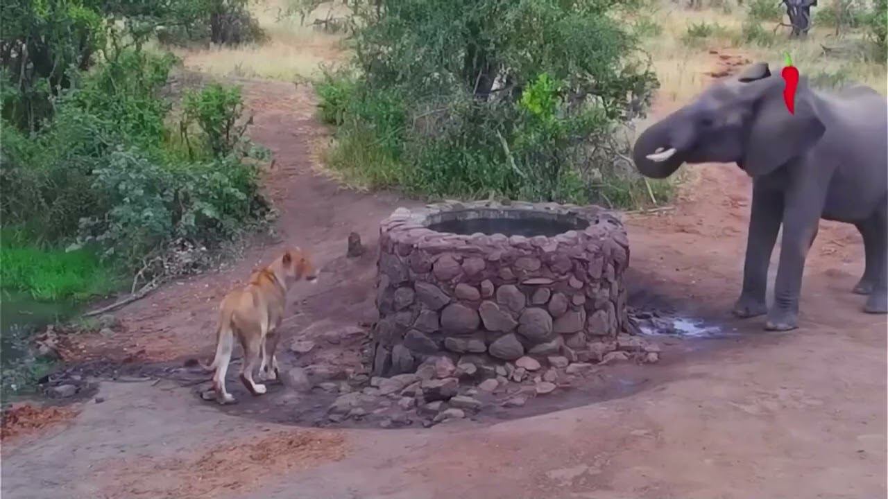 Эфир Телеканала Перец International 01.10.2023 смотреть онлайн