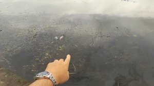 Жесть Рыба мертвая Филевская набережная сточные воды Москва река Кунцево