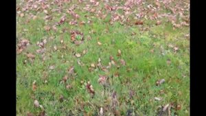 Essai souffleur Ryobi Rbv3000csv