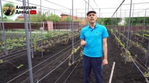 Лучшее удобрение для винограда!