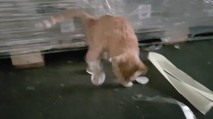 Что будет, если коту приклеить скотч на все 4 лапы