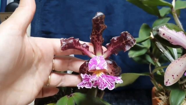Cattleya Schilleriana и её гибрид.Описание ,уход.