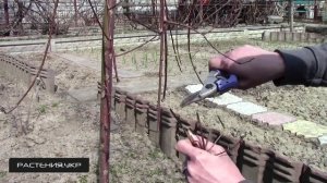 Ива плакучая или Верба (Salix alba)