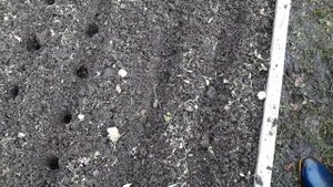 Чеснок под зиму.Когда и как сажать.