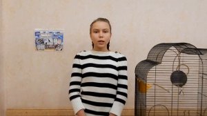 Волнистый попугай - уход и содержание. Как ухаживать за волнистыми попугаями?